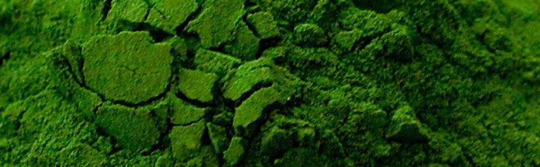 chlorella prášek