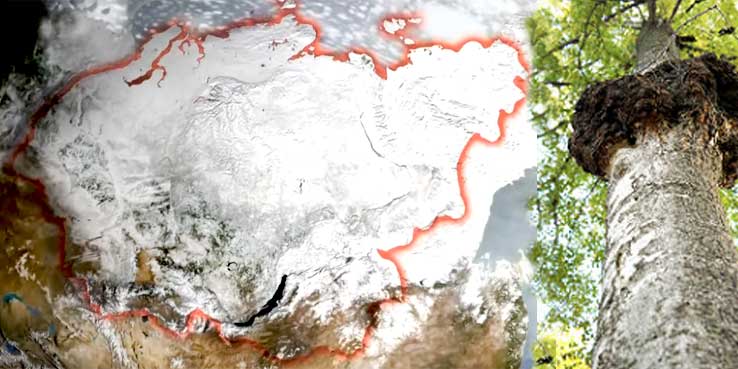 RUSKO, rozloha Sibiře, chaga houba