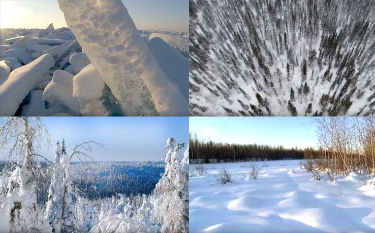 ruský sibiř - chaga houba