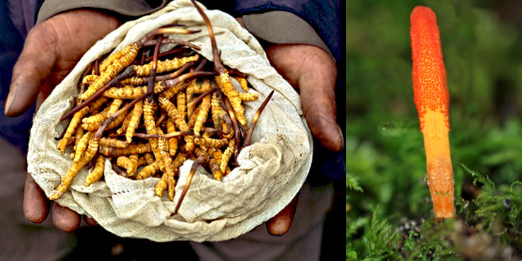 Cordyceps káva - výroba a pěstování cordycepsu Cordyceps káva - výroba a pěstování cordycepsu