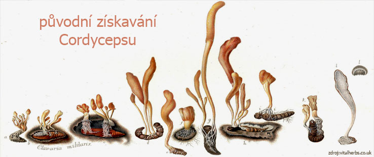 Cordyceps káva - houba a její vývoj Cordyceps káva - houba a její vývoj